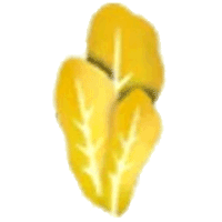 Golden Lettuce