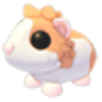 Red Dutch Guinea Pig