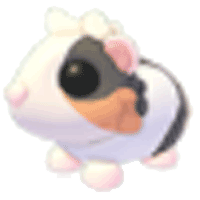 Tortoiseshell Guinea Pig