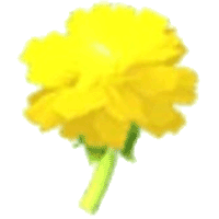Golden Dandelion